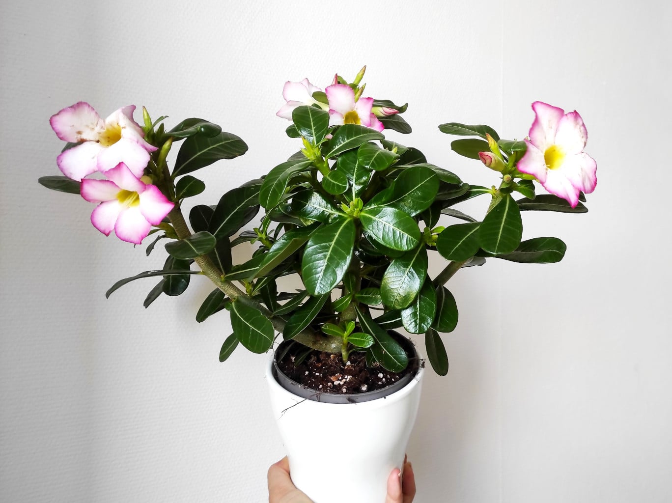 Plant d'Adenium obesum - Rose du désert - Boutique Végétale