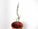 Plant Argania spinosa, Plant arganier, achat plant arganier, achat plant argan