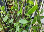 culture de vanille, culture plants de vanille, culture vanilliers