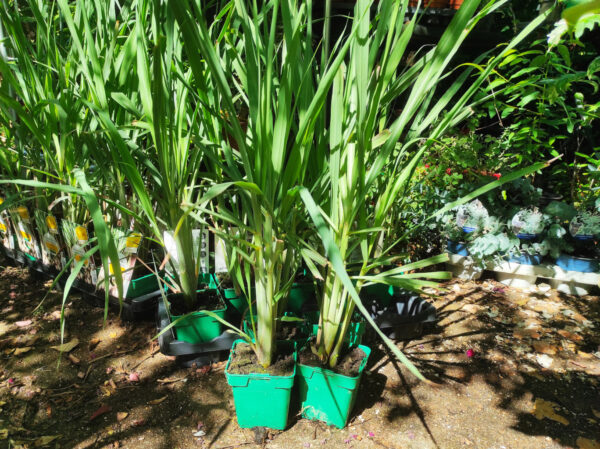 plant citronnelle, plant citronnelle de Madagascar, plant cymbopogon citratus, plant cymbopogon flexuosus, achat plant citronnelle