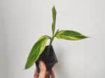 plant elettaria, plant cardamome, plant cardamome panachée, plant elettaria cardamomum variegata, achat plant cardamome