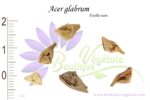 Graines d'Acer glabrum, Acer glabrum seeds