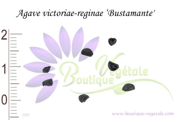 Graines d'Agave victoriae-reginae 'Bustamante', Agave victoriae-reginae 'Bustamante' seeds