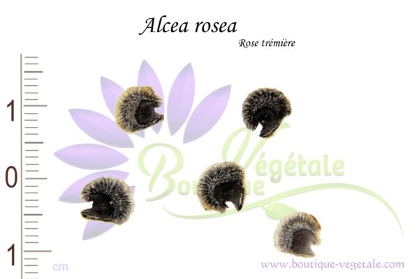 Graines d' Alcea rosea, Alcea rosea seeds