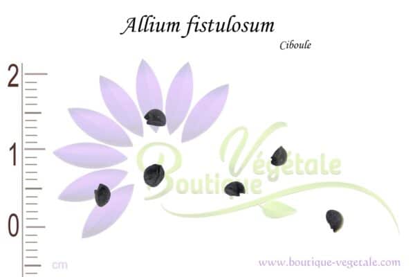 Graines d'Allium fistulosum, Allium fistulosum seeds