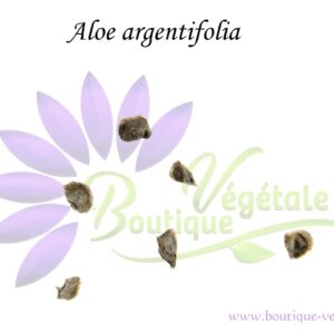 Graines d'Aloe argentifolia, Aloe argentifolia seeds