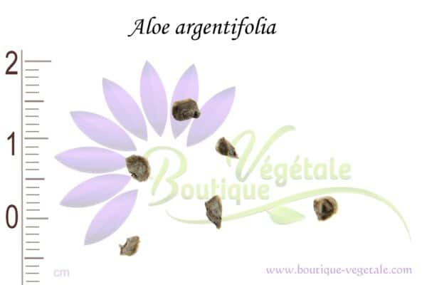 Graines d'Aloe argentifolia, Aloe argentifolia seeds