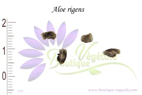 Graines d'Aloe rigens - Aloès rigens - Boutique Végétale
