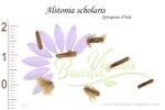 Graines d'Alstonia scholaris, Alstonia scholaris seeds