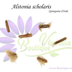 Graines d'Alstonia scholaris, Alstonia scholaris seeds