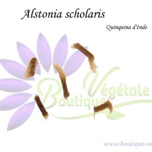 Graines d'Alstonia scholaris, Graines de Quinquina d'Inde, semences d'Alstonia scholaris