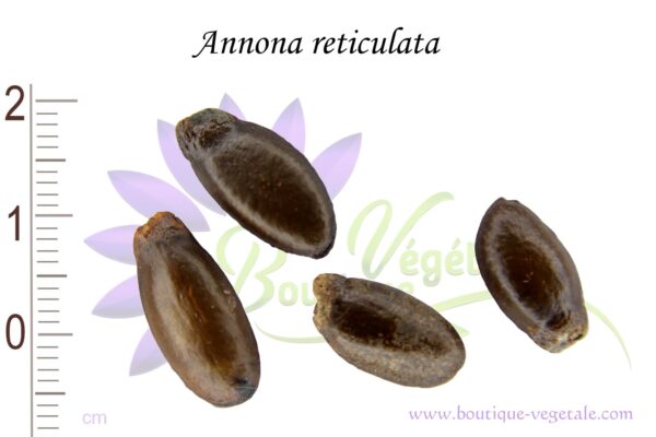 Graines d'Annona reticulata, Annona reticulata seeds