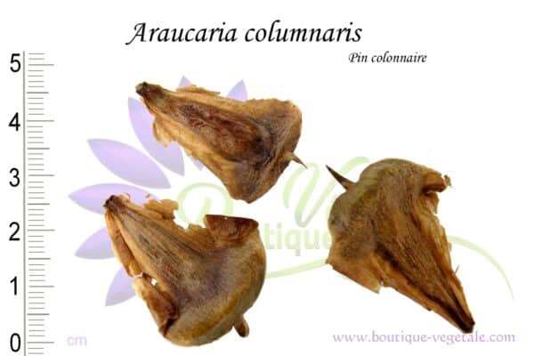 Graines d'Araucaria columnaris, Araucaria columnaris seeds