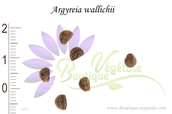 Graines d'Argyreia wallichii, Argyreia wallichii seeds