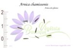 Graines d'Arnica chamissonis, Arnica chamissonis seeds
