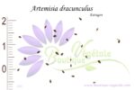 Graines d'Artemisia dracunculus, Artemisia dracunculus seeds