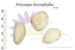 Graines d'Artocarpus heterophyllus, Artocarpus heterophyllus seeds