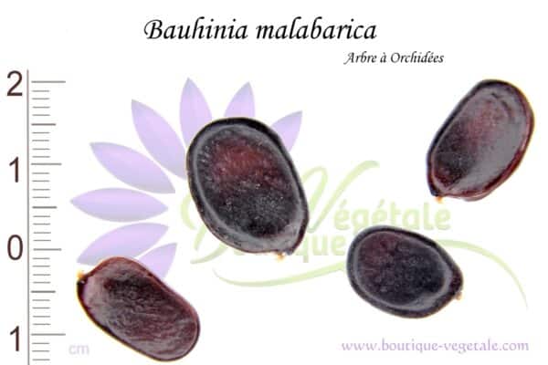 Graines de Bauhinia malabarica, Bauhinia malabarica seeds
