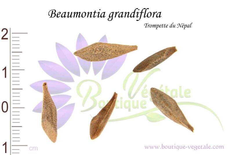 Graines de Beaumontia grandiflora, Beaumontia grandiflora seeds