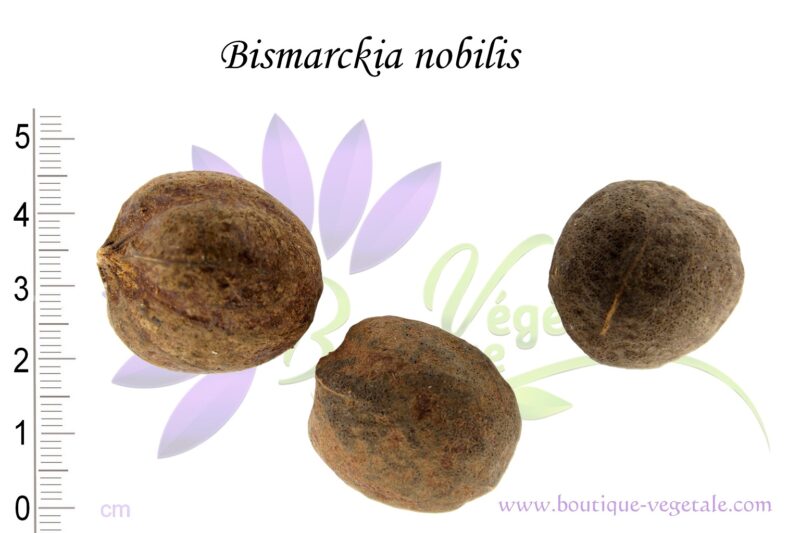 Graines de Bismarckia nobilis, Bismarckia nobilis seeds