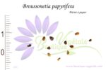 Graines de Broussonetia papyrifera, Broussonetia papyrifera seeds