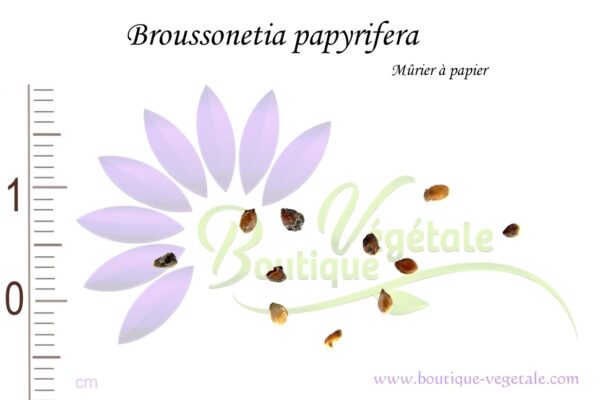 Graines de Broussonetia papyrifera, Broussonetia papyrifera seeds