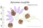 Graines de Byrsonima crassifolia, Byrsonima crassifolia seeds