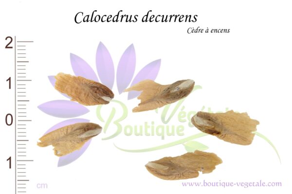 Graines de Calocedrus decurrens, Calocedrus decurrens seeds
