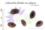 Graines de Calycanthus floridus var. glaucus, Calycanthus floridus var. glaucus seeds