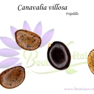 Graines de Canavalia villosa, Canavalia villosa seeds