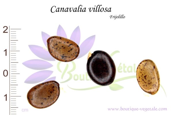 Graines de Canavalia villosa, Canavalia villosa seeds
