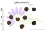 Graines de Ceiba pentandra, Ceiba pentandra seeds