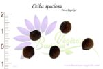 Graines de Ceiba speciosa, Ceiba speciosa seeds
