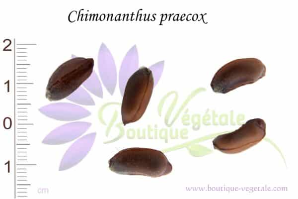 Graines de Chimonanthus praecox, Chimonanthus praecox seeds
