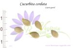 Graines de Cucurbita cordata, Cucurbita cordata seeds
