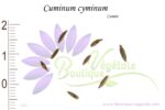 Graines de Cuminum cyminum, Cuminum cyminum seeds