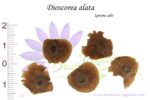 Graines de Dioscorea alata, Dioscorea alata seeds
