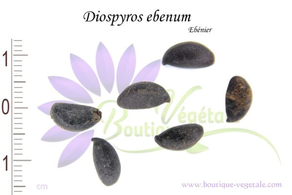 Graines de Diospyros ebenum, Diospyros ebenum seeds