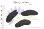 Graines de Dipteryx odorata, Dipteryx odorata seeds