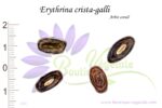 Graines d'Erythrina crista-galli, Erythrina crista-galli seeds