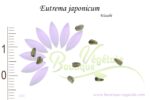 Graines d'Eutrema japonicum, Eutrema japonicum seeds