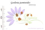 Graines de Gardenia jasminoides, Gardenia jasminoides seeds
