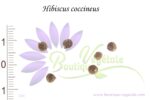 Graines d'Hibiscus coccineus, Hibiscus coccineus seeds