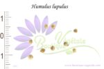 Graines d'Humulus lupulus, Humulus lupulus seeds