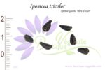 Graines d'Ipomoea tricolor cv. Heavenly Blue, Ipomoea tricolor cv. Heavenly Blue seeds
