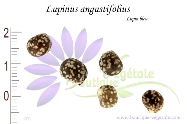 Graines de Lupinus angustifolius, Lupinus angustifolius seeds