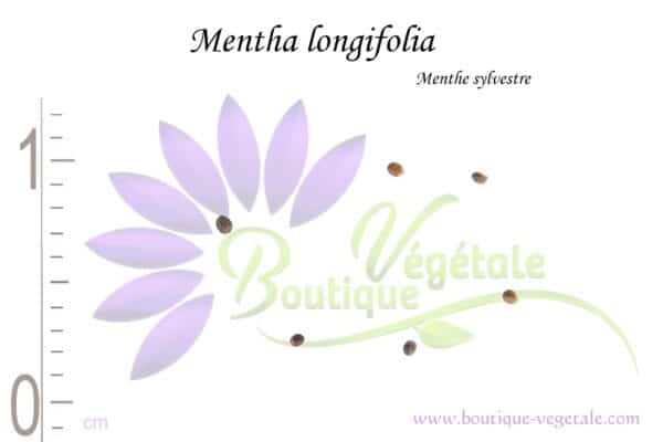 Graines de Mentha longifolia, Mentha longifolia seeds