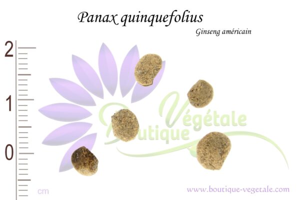 Graines de Panax quinquefolius, Panax quinquefolius seeds