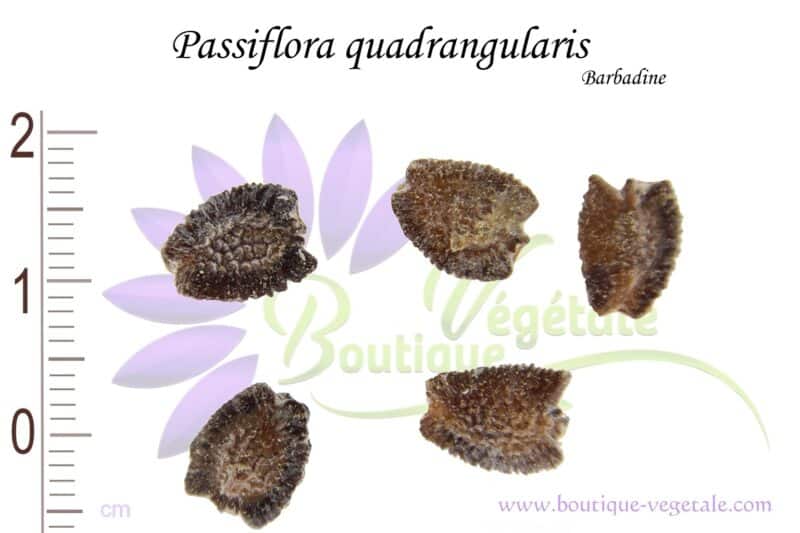Graines de Passiflora quadrangularis, Passiflora quadrangularis seeds