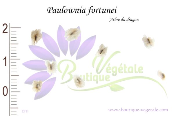Graines de Paulownia fortunei, Paulownia fortunei seeds